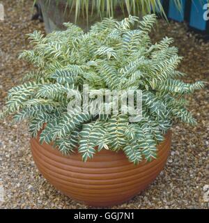 Container - Perennials - planted with Polemonium caeruleum `Brise D'Anjou'   CTR056439     Photos Ho Stock Photo